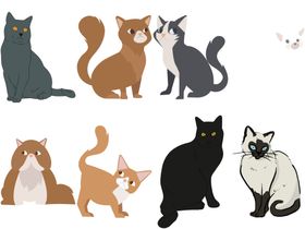 卡通猫