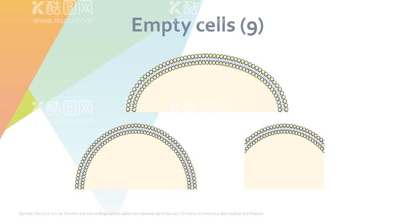 编号：15467910081653069456【酷图网】源文件下载-细胞生物学和组织学