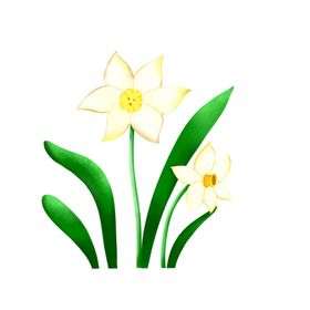 手绘水仙花