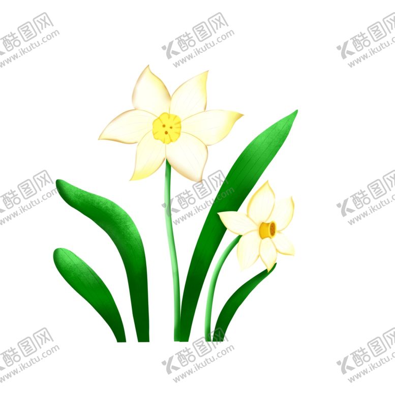 编号：53241005080649337831【酷图网】源文件下载-手绘水仙花