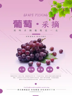 葡萄采摘