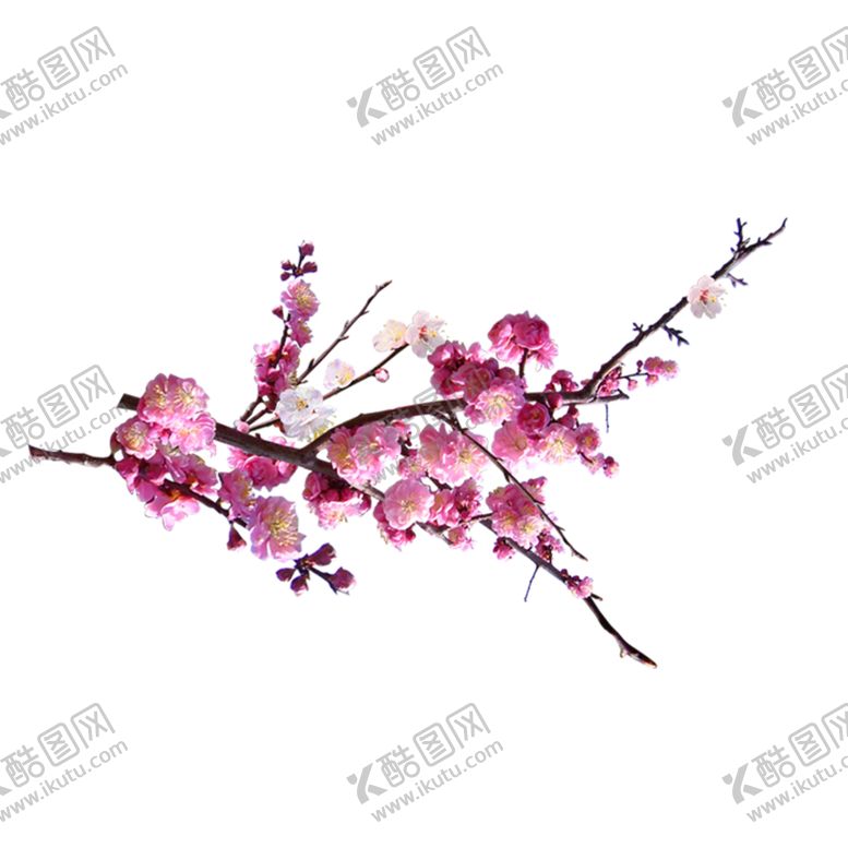 编号：46295002151126598775【酷图网】源文件下载-手绘粉色樱花免扣素材图片 