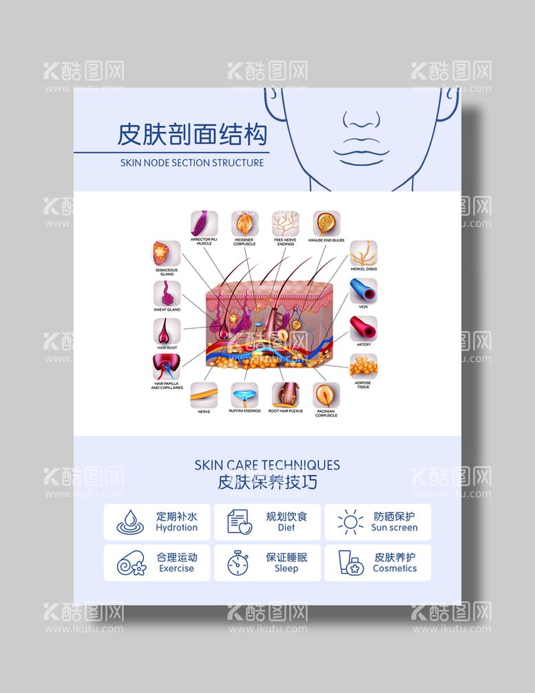 编号：28774511051243073228【酷图网】源文件下载-皮肤剖面结构海报