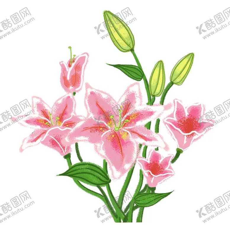 编号：47484412030852139907【酷图网】源文件下载-手绘百合花束小清晰装饰