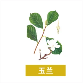 草本植物药材图片