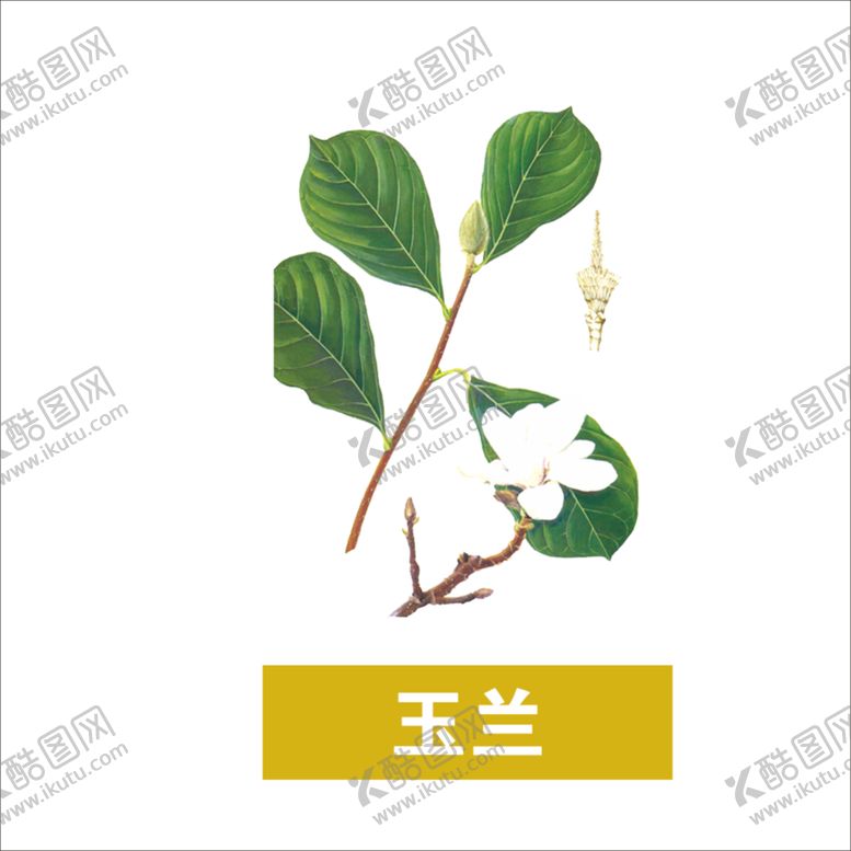 编号：53156109290312323463【酷图网】源文件下载-草本植物药材图片