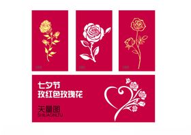 七夕节玫红色玫瑰花