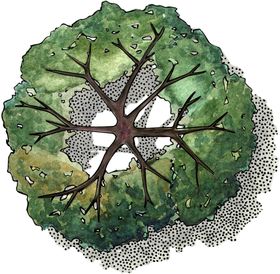 手绘植物