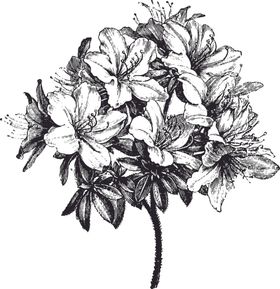 线描植物