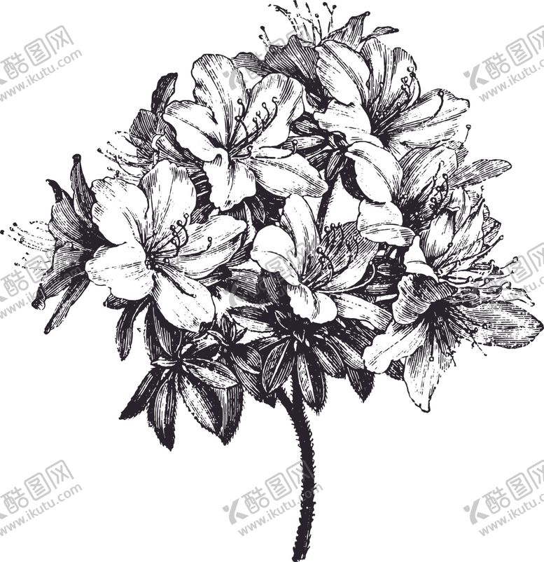 编号：50172906260251453322【酷图网】源文件下载-线描植物