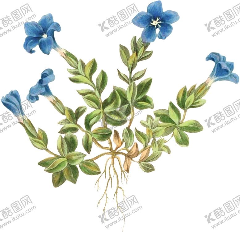 编号：26433502201658331234【酷图网】源文件下载-手绘花草植物素材图片