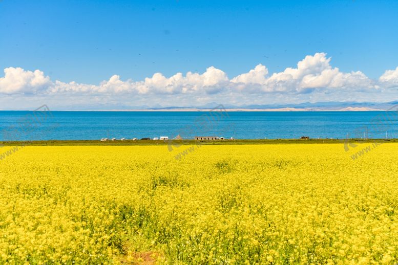 编号：20361809210818248517【酷图网】源文件下载-盛开的青海湖油菜花