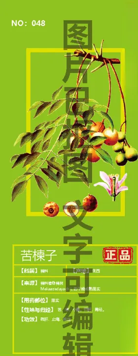 苦楝子