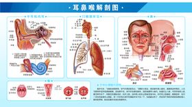 180 100cm耳鼻喉解剖图