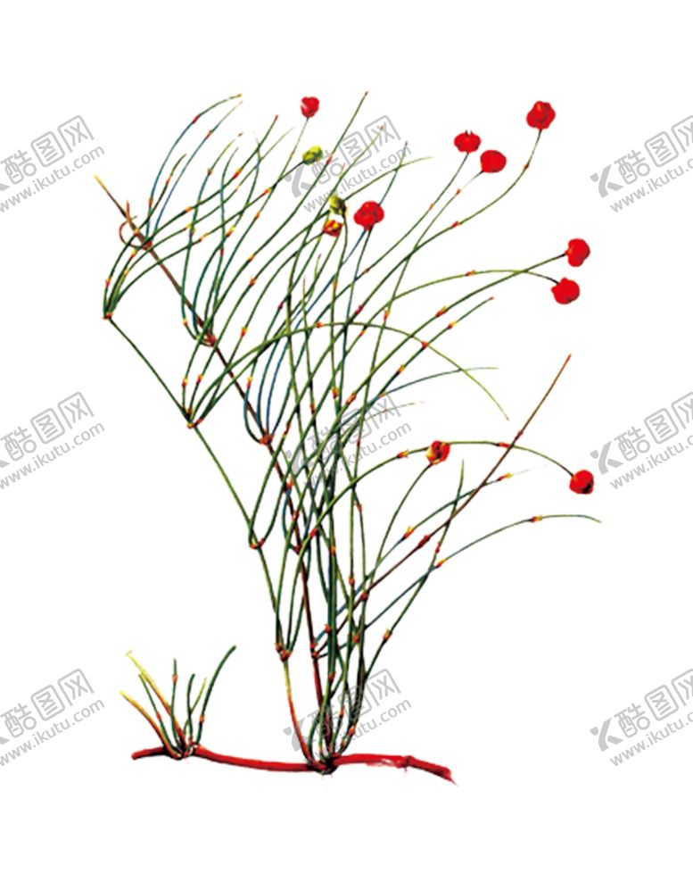 编号：43244807040521429033【酷图网】源文件下载-草本植物药材