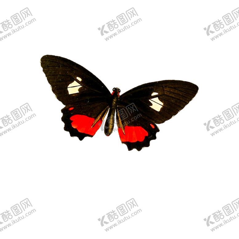 编号：79388406171218562875【酷图网】源文件下载-蝴蝶透明PNG免扣