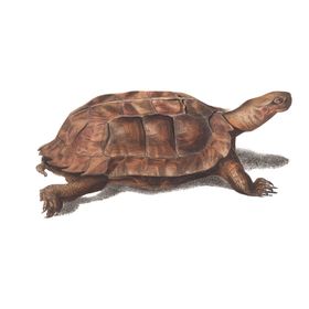 野生动物插图