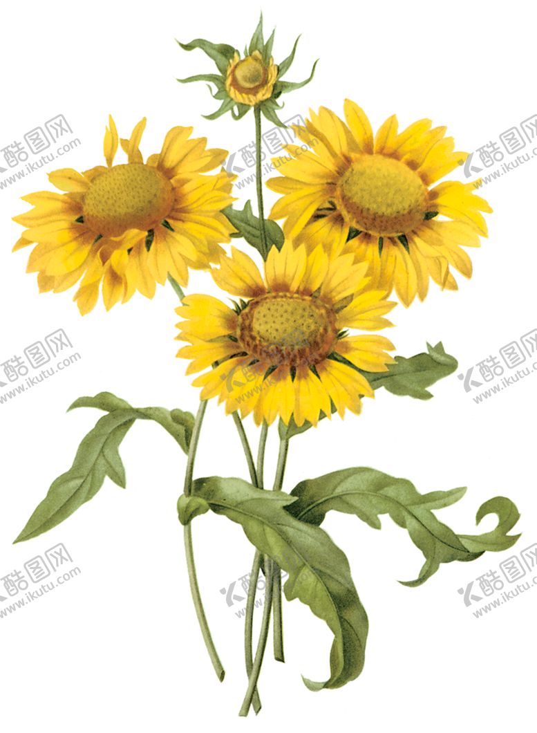 编号：82996907031211263866【酷图网】源文件下载-植物花卉油画装饰画