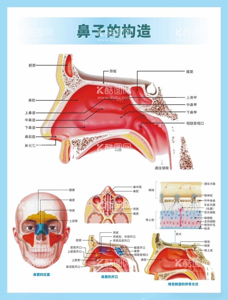 编号：98038912140400006049【酷图网】源文件下载-医用挂图鼻子的构造构图