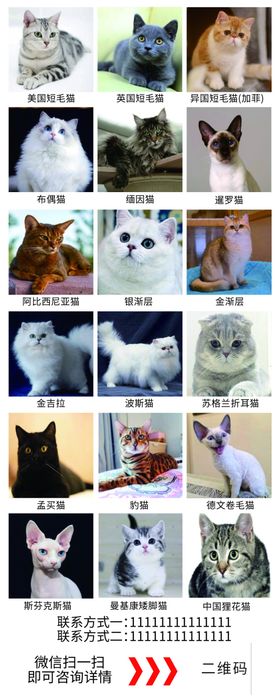 宠物海报图片