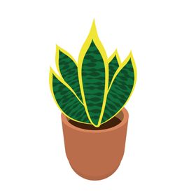 盆栽植物花
