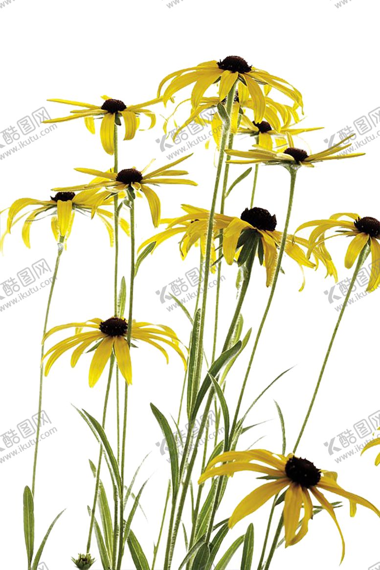 编号：86307009111930471239【酷图网】源文件下载-绿色相框