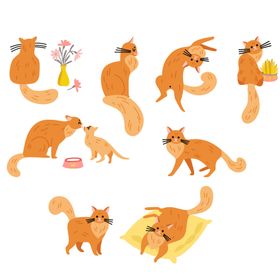 各种猫咪