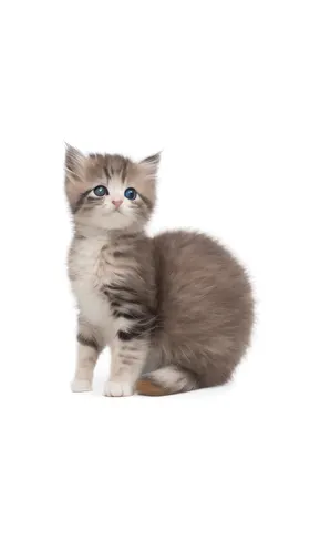 可爱的小猫咪动物宠物免抠元素
