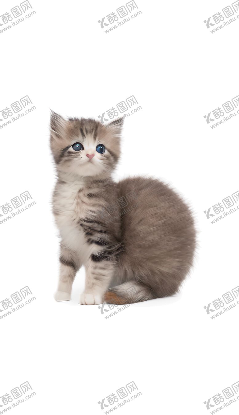 编号：42062902080032405166【酷图网】源文件下载-可爱的小猫咪动物宠物免抠元素