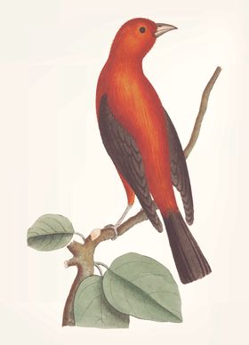 鸟类插画