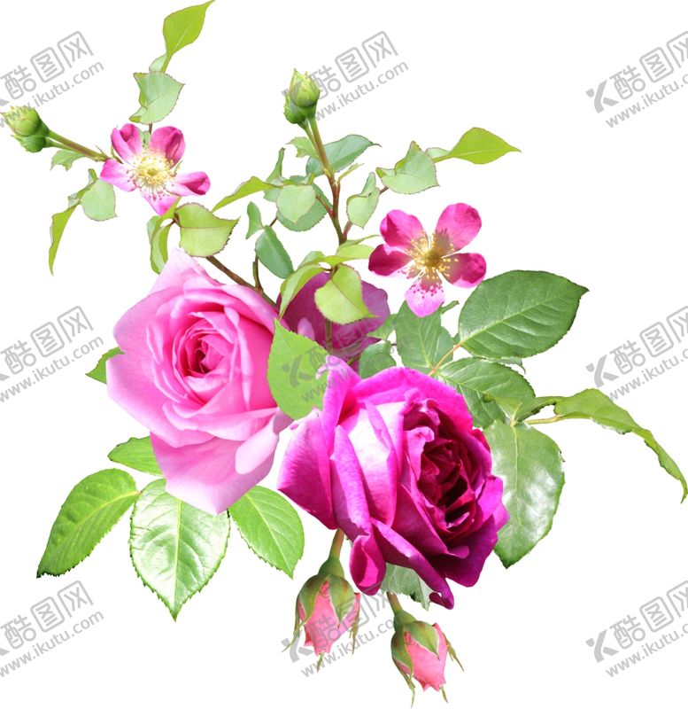 编号：36745810111629197748【酷图网】源文件下载-花朵