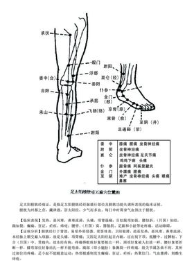 十二经脉