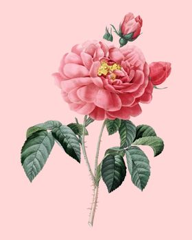 花卉植