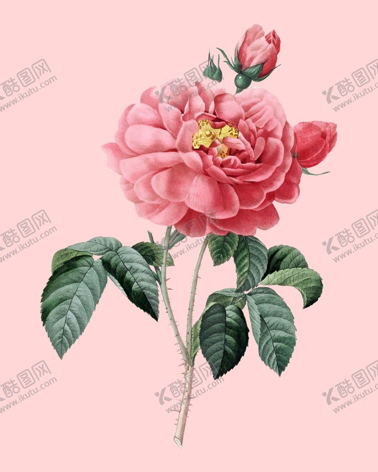 编号：72792010251821361301【酷图网】源文件下载-花卉植