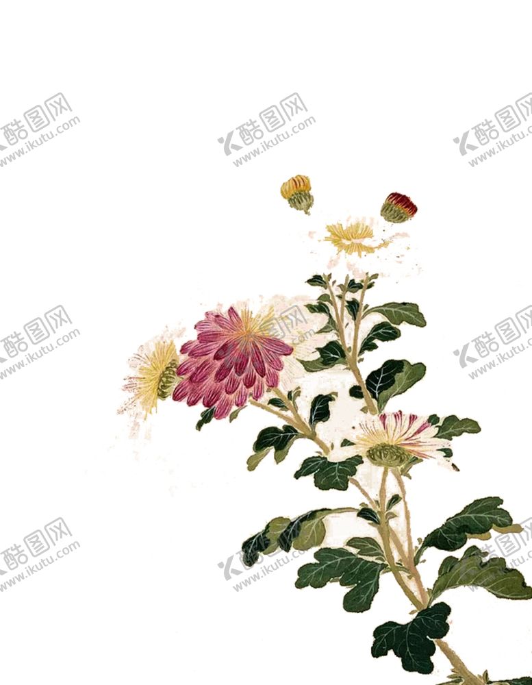 编号：61695809271235582285【酷图网】源文件下载-菊花装饰