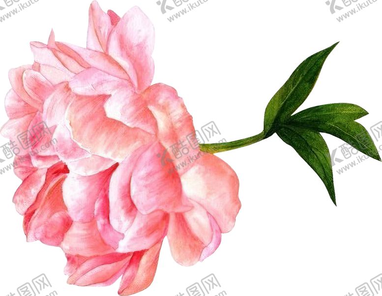 编号：74022805160129374774【酷图网】源文件下载-花卉素材
