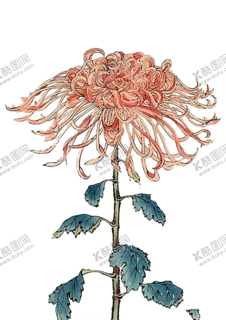 编号：81756210120435074908【酷图网】源文件下载-卡通手绘水墨菊花水彩花卉