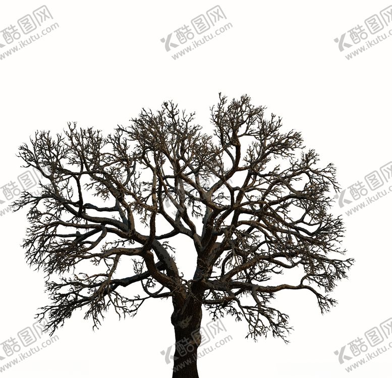 编号：83214607041453249058【酷图网】源文件下载-树林