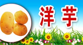 洋芋