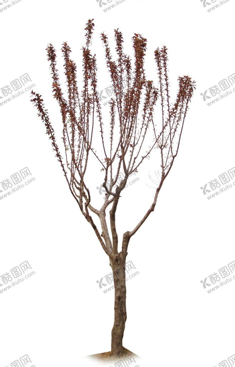 编号：95742909122252194552【酷图网】源文件下载-红叶李