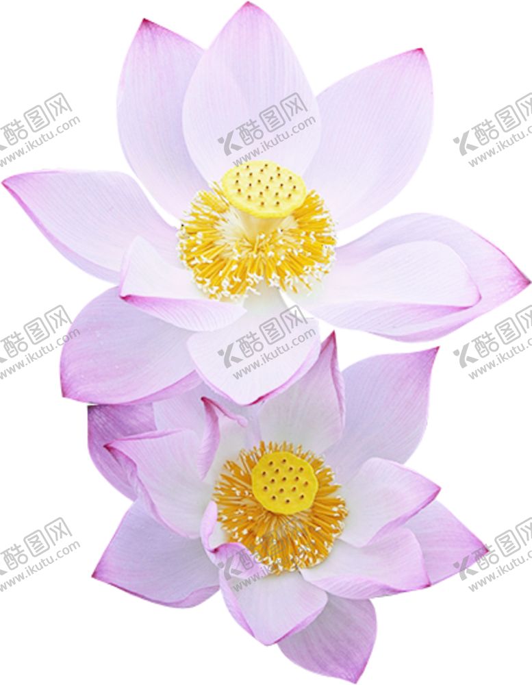 编号：45579405060534208024【酷图网】源文件下载-荷花元素