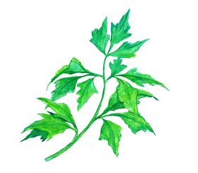 手绘彩色蔬菜免扣素材图片插画沙拉青插画
