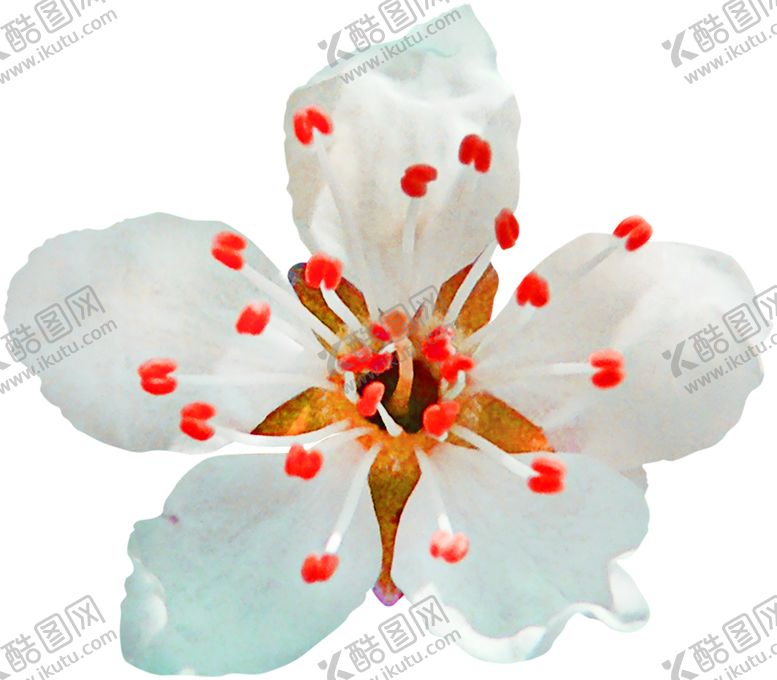 编号：77698009291947199820【酷图网】源文件下载-鲜花素材