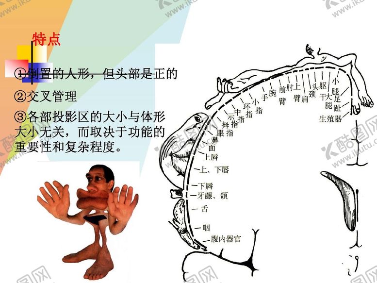 编号：44022601162333306999【酷图网】源文件下载-大脑解剖图