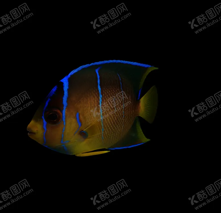 编号：87765209251640155088【酷图网】源文件下载-海洋生物