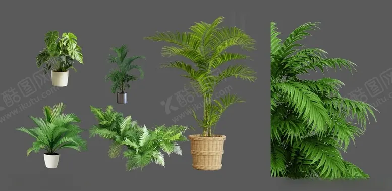 编号：98053701271607032055【酷图网】源文件下载-花卉绿植素材