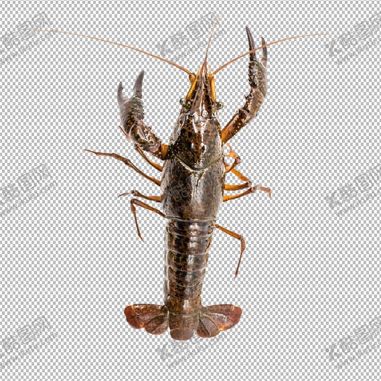 编号：13040507010034068657【酷图网】源文件下载-龙虾虾