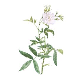 免抠图植物树素材