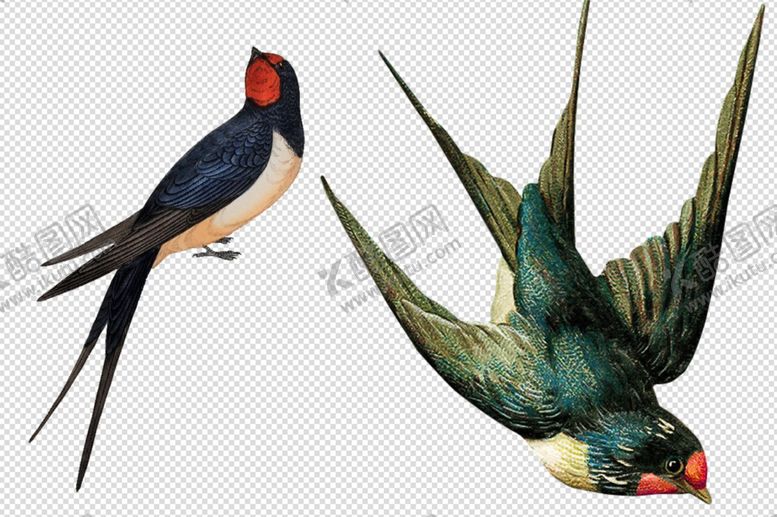 编号：52830210101136496635【酷图网】源文件下载-燕子小鸟