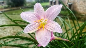 雨后兰花